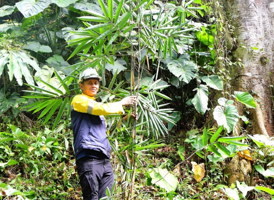 Bamboo Gains Ground In Tampakan. Leaders Push Replication Across Mindanao.