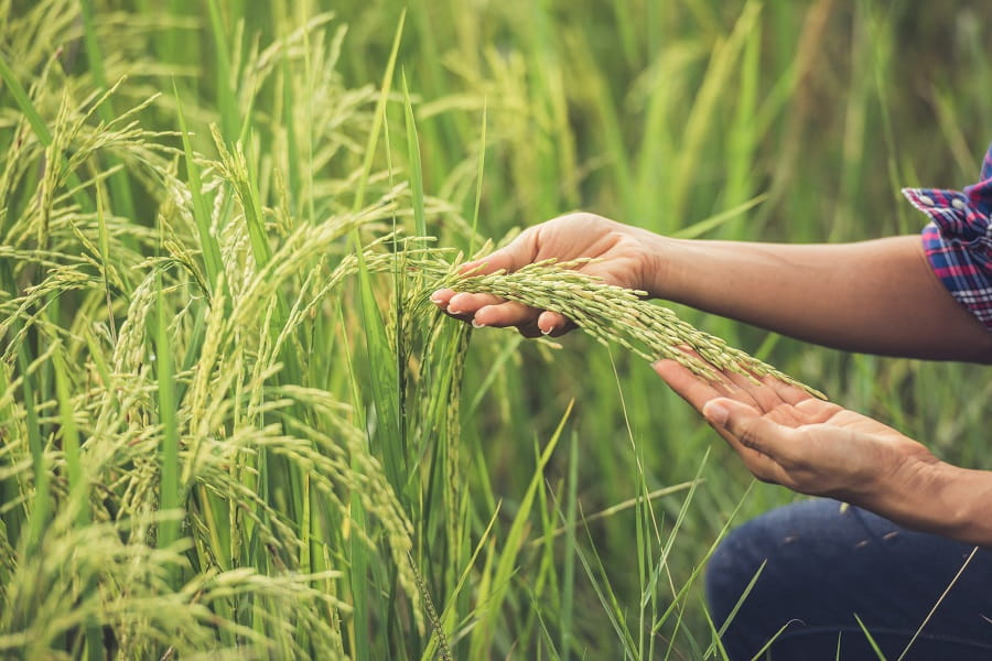Cordillera Agriculturists Turn to AI, Digital Tools to Boost Food Security
