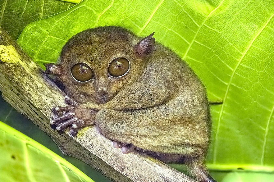 Philippine tarsier (Carlito syrichta fraterculus), Bohol, Philippines