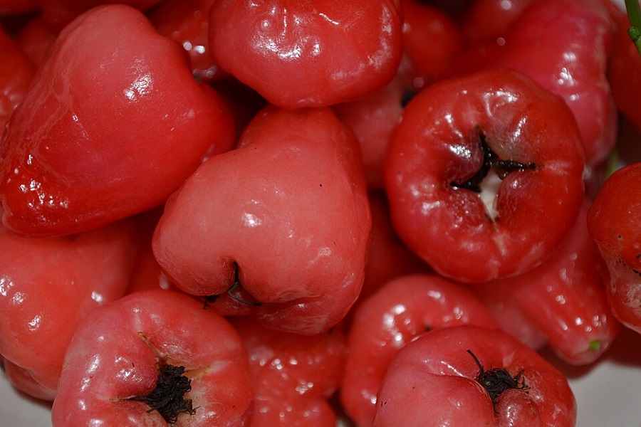 makopa tree leaf_fruits