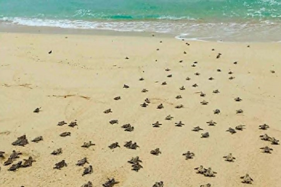 release of endangered hawksbill turtle hatchlings