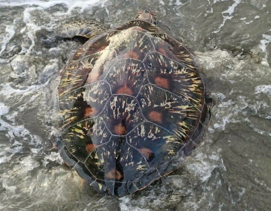 Green Sea Turtle